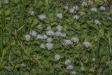 Spiraea beauverdiana