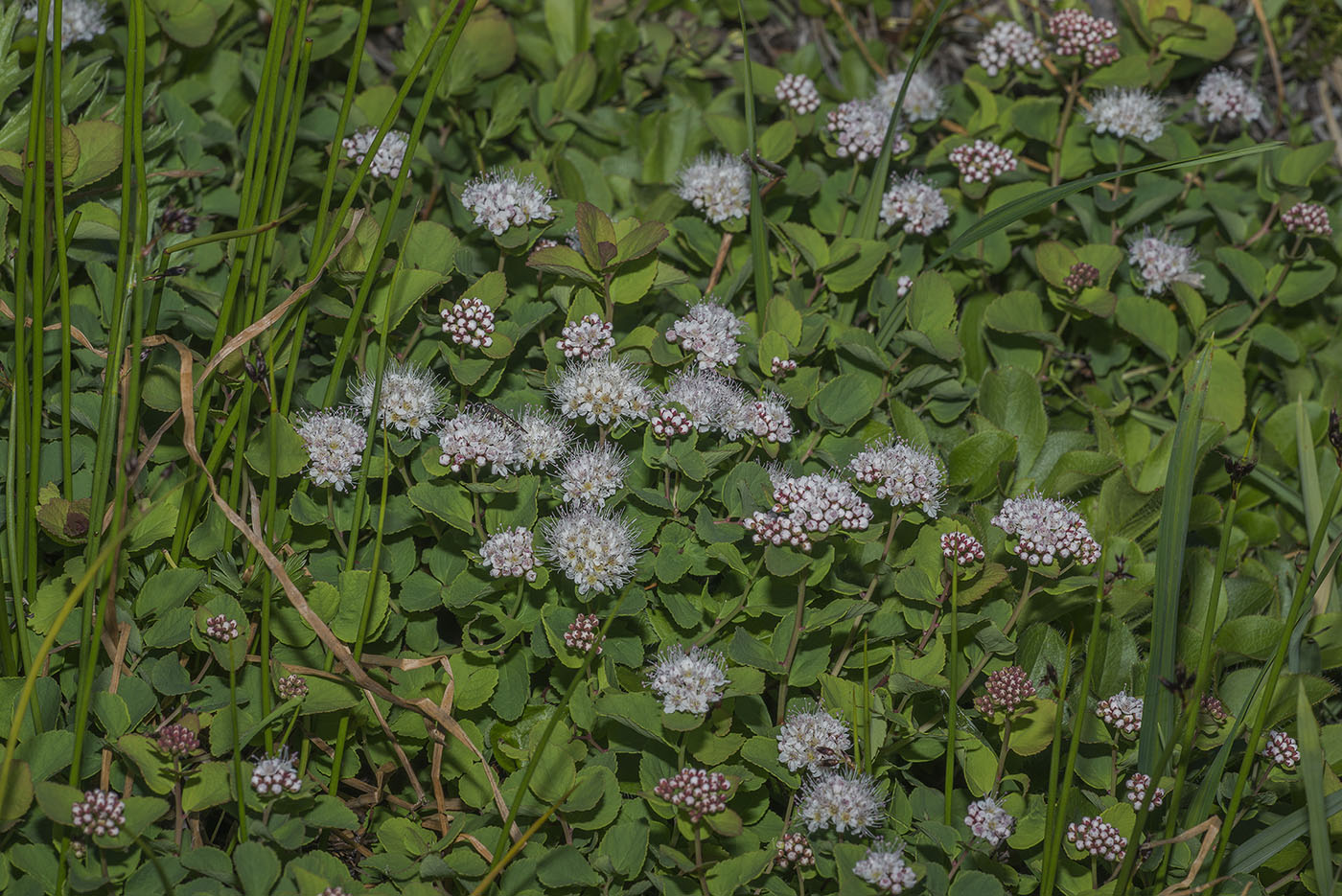 Image of Spiraea beauverdiana specimen.