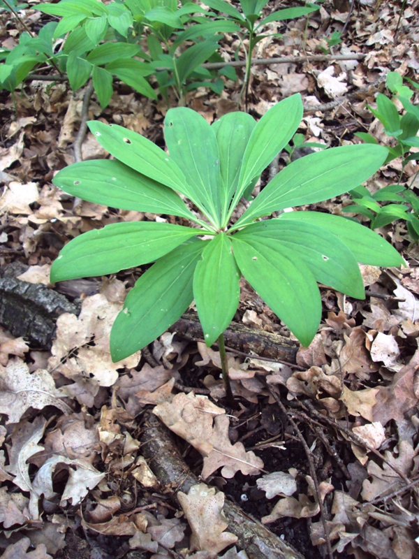 Изображение особи Lilium martagon.