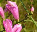 Pedicularis grandiflora
