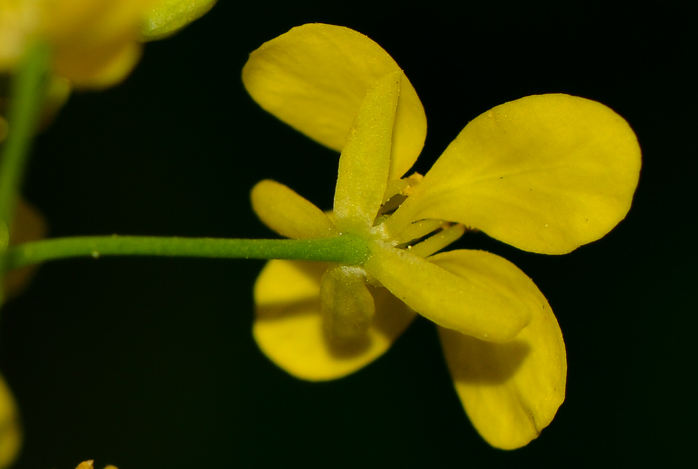 Image of Ochthodium aegyptiacum specimen.