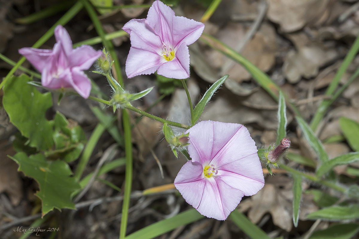 Image of Convolvulus cantabrica specimen.