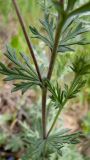 Potentilla argentea