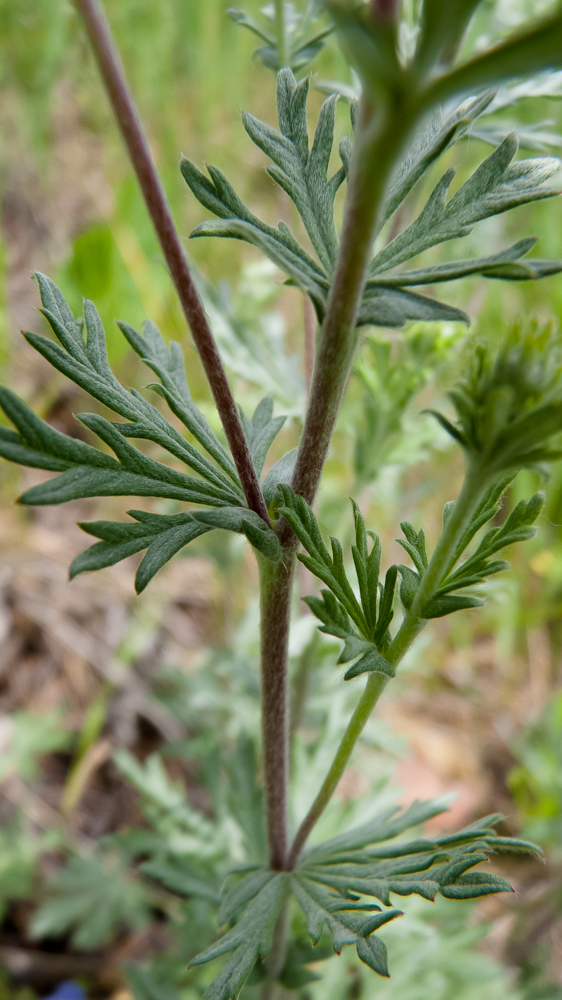 Image of Potentilla argentea specimen.