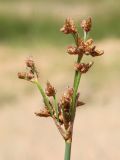 Schoenoplectus tabernaemontani. Верхушка побега с соплодиями. Ростовская обл., Неклиновский р-н, Лакедемоновское с/п, Беглицкая коса. 14.06.2014.