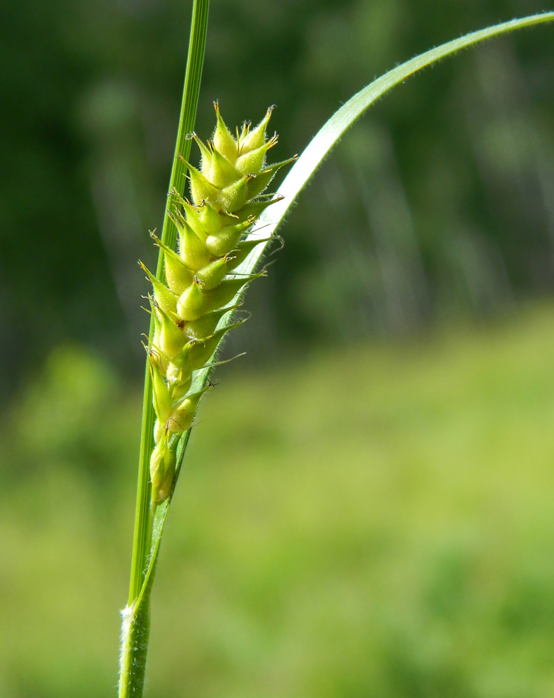 Изображение особи Carex hirta.