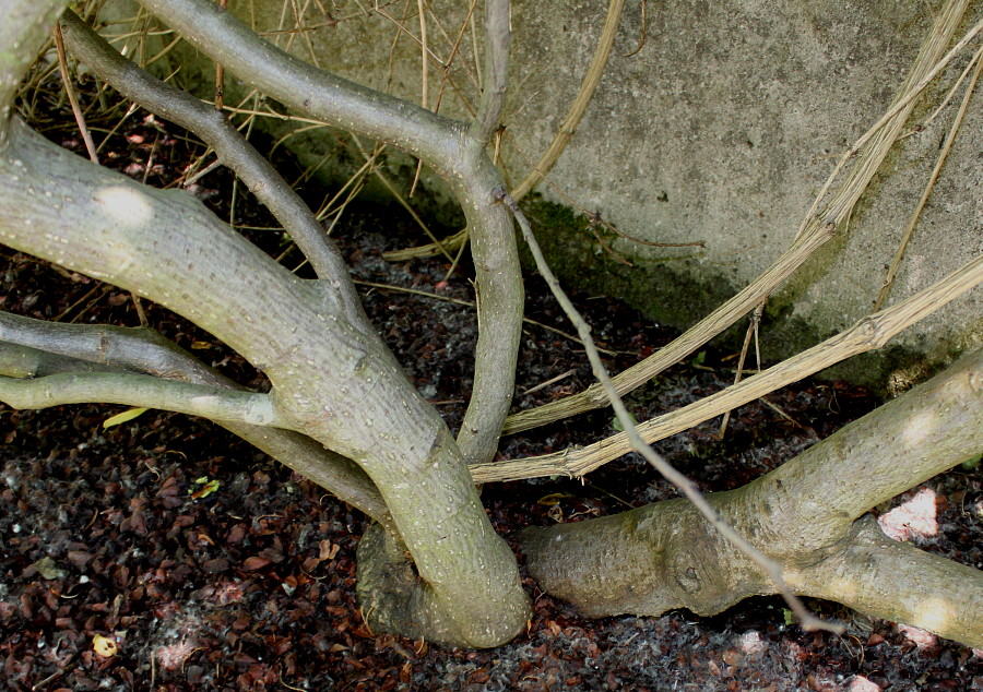 Image of Rhamnus alpina ssp. fallax specimen.