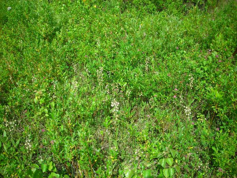 Image of Epipactis palustris specimen.