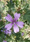 Malva erecta