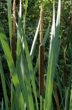 View full-size image Typha latifolia