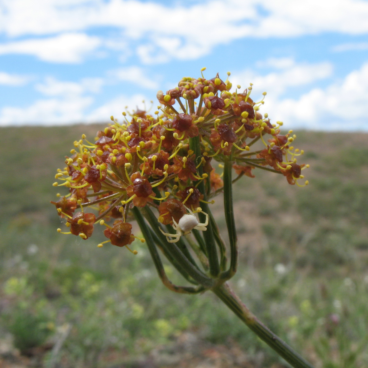 Изображение особи Ferula sugatensis.