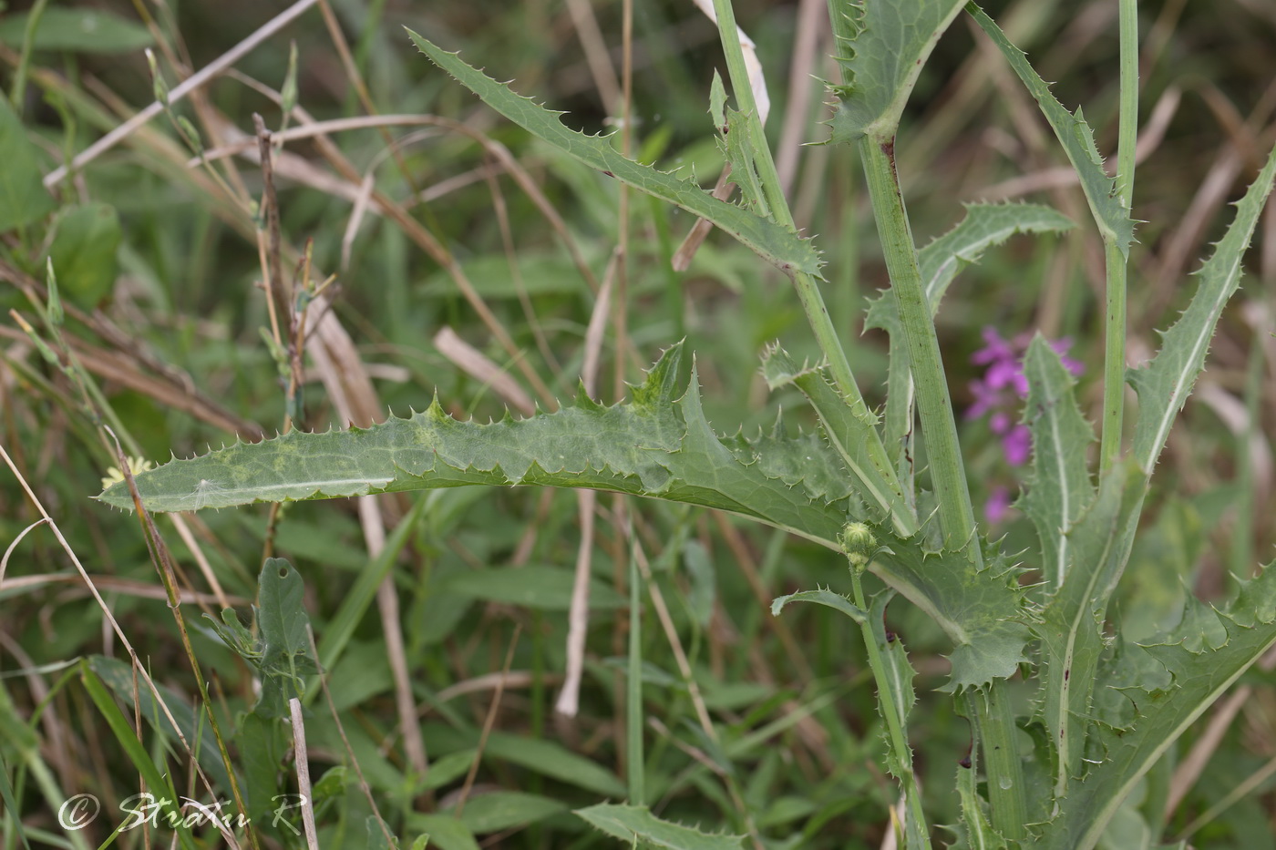 Image of Sonchus arvensis specimen.