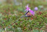 Dianthus subspecies norvegicus