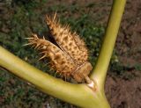 Datura stramonium variety tatula. Раскрывшийся плод-коробочка. Украина, г. Запорожье, Правый берег, ул. Дегтярёва, перед многоэтажным домом. 29.08.2014.