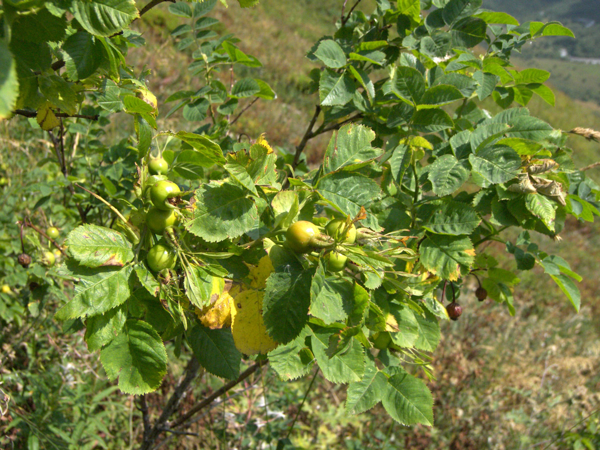 Изображение особи Rosa arensii.