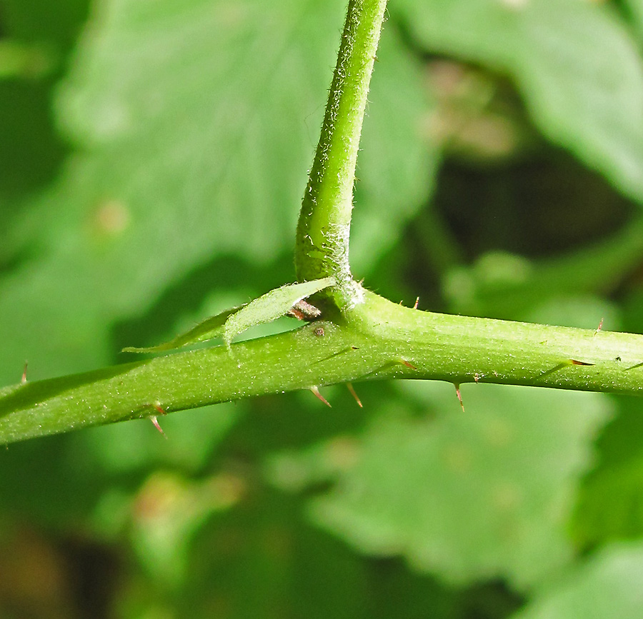 Изображение особи Rubus caesius.