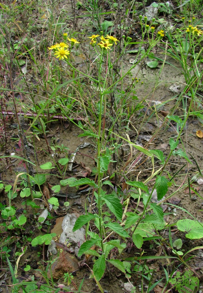 Image of Senecio erraticus specimen.