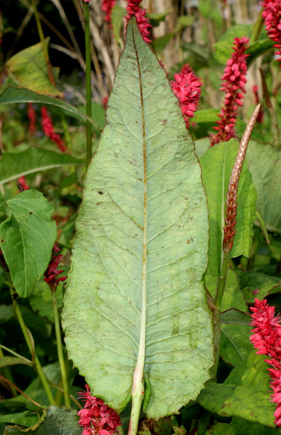 Изображение особи Bistorta amplexicaulis.