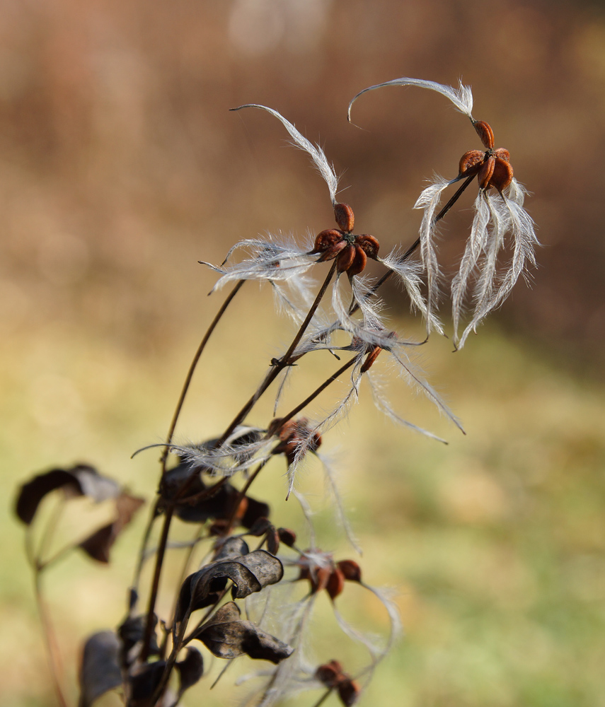 Image of Clematis terniflora specimen.