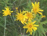 genus Hieracium