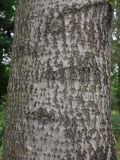 Populus tremula