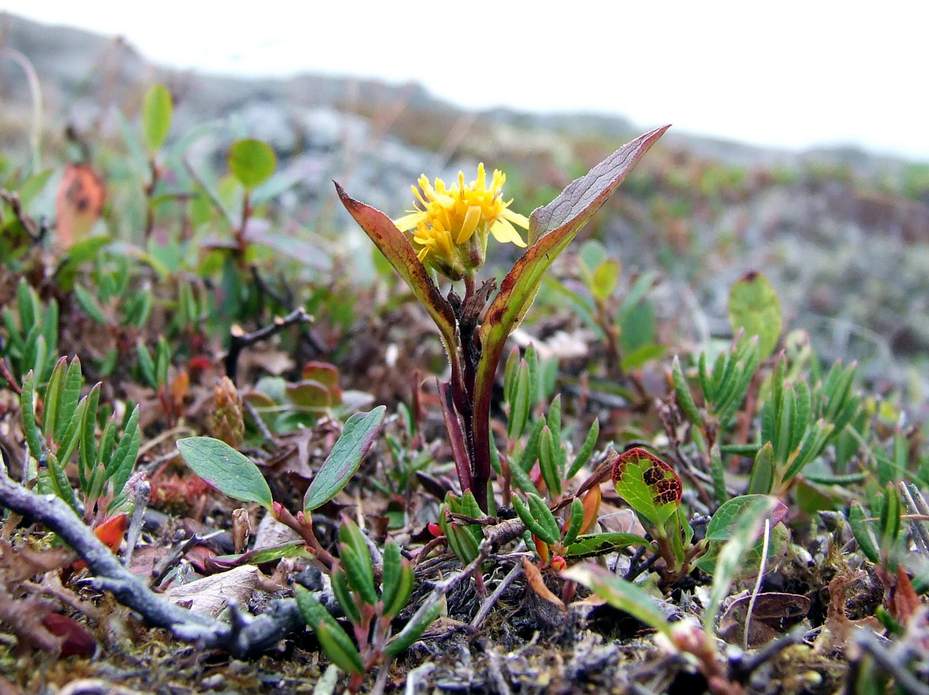 Изображение особи Solidago virgaurea ssp. lapponica.