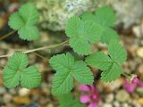 Rubus arcticus