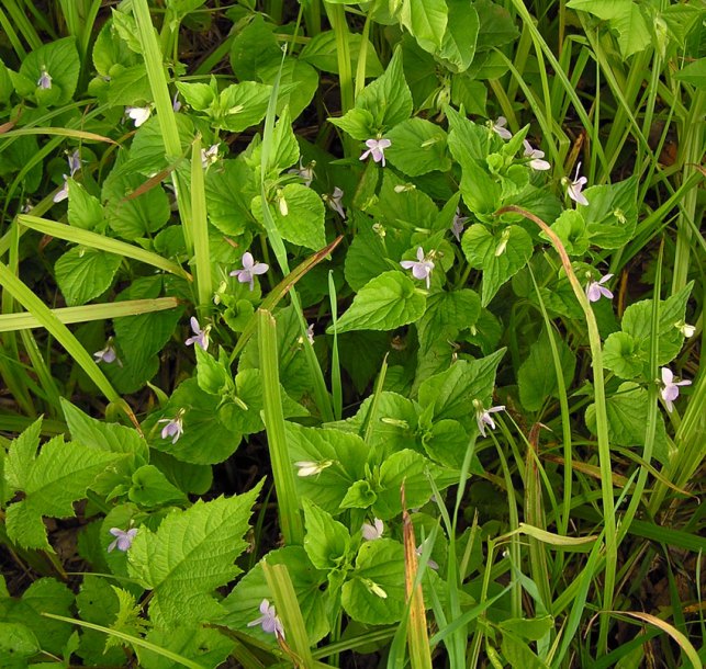 Image of Viola acuminata specimen.