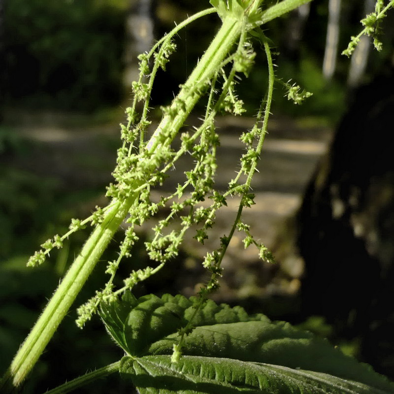 Image of Urtica dioica specimen.