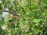 Amorpha fruticosa