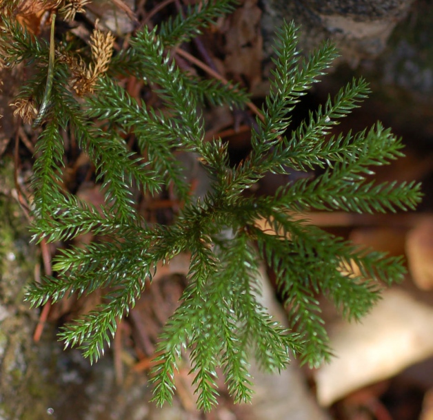 Image of Lycopodium obscurum specimen.