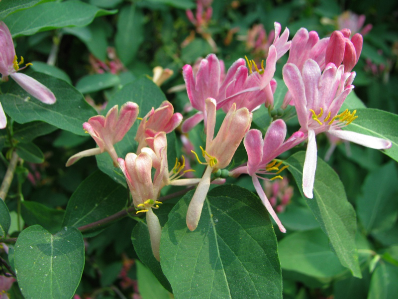 Image of Lonicera tatarica specimen.