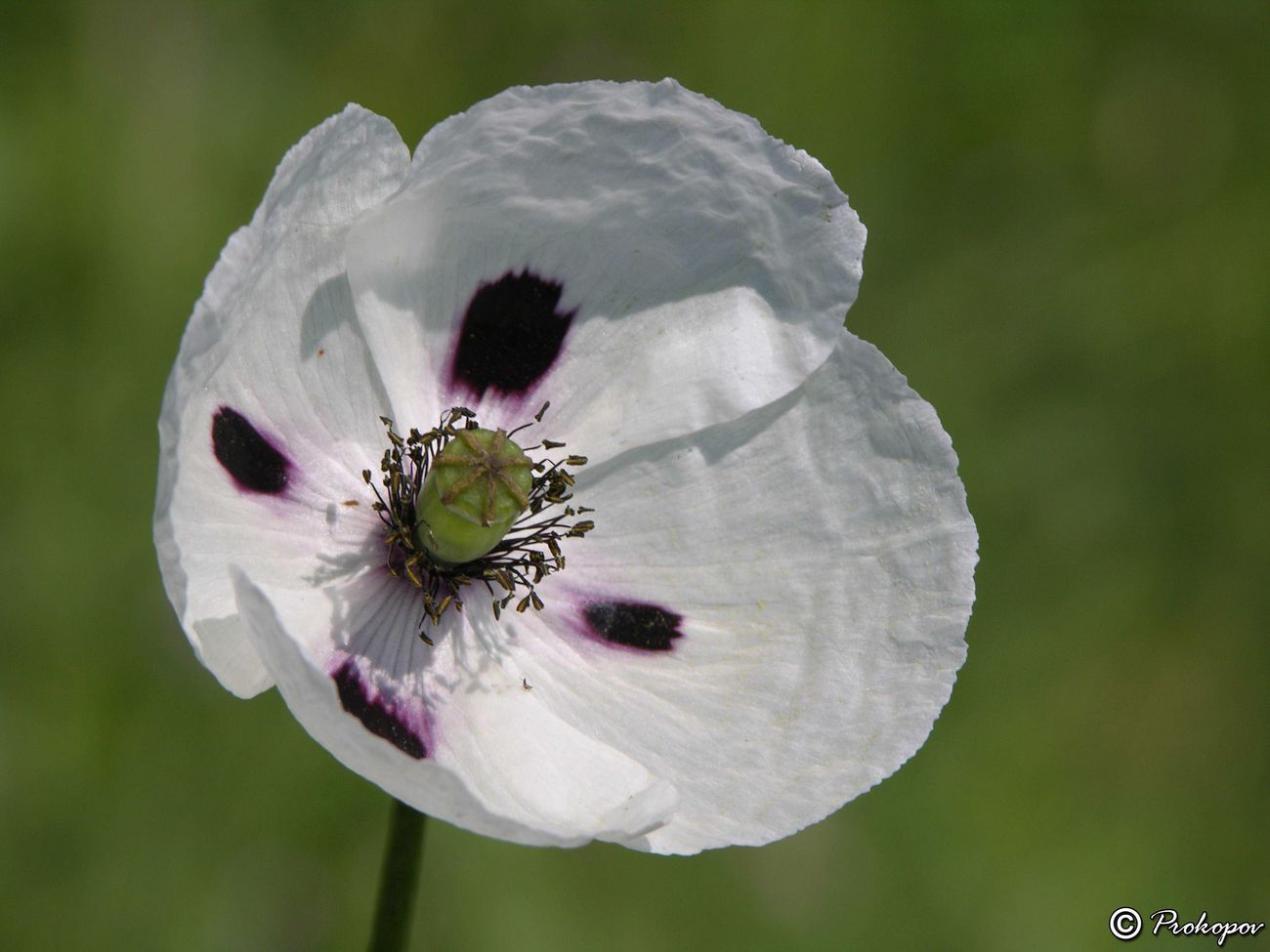 Image of Papaver albiflorum specimen.