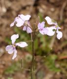 Parrya subsiliquosa