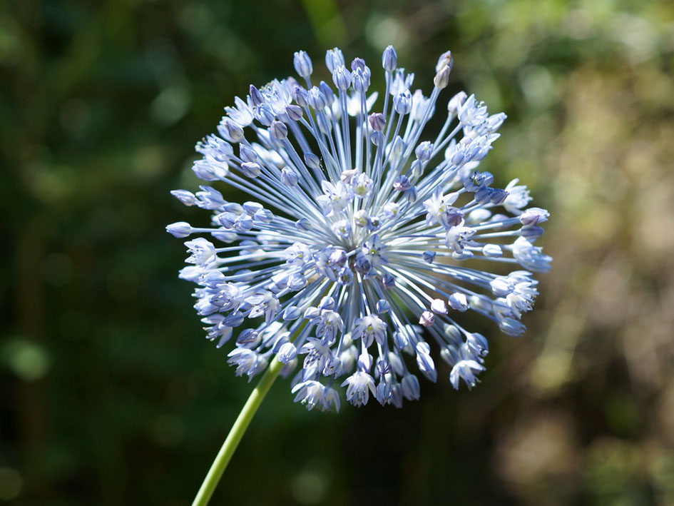Image of Allium caesium specimen.