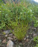 Juncus conglomeratus