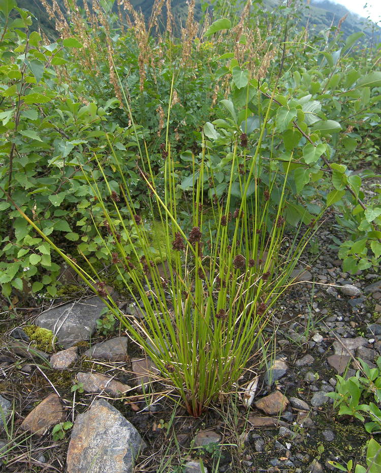 Изображение особи Juncus conglomeratus.