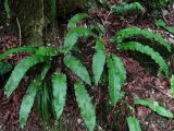 Phyllitis scolopendrium