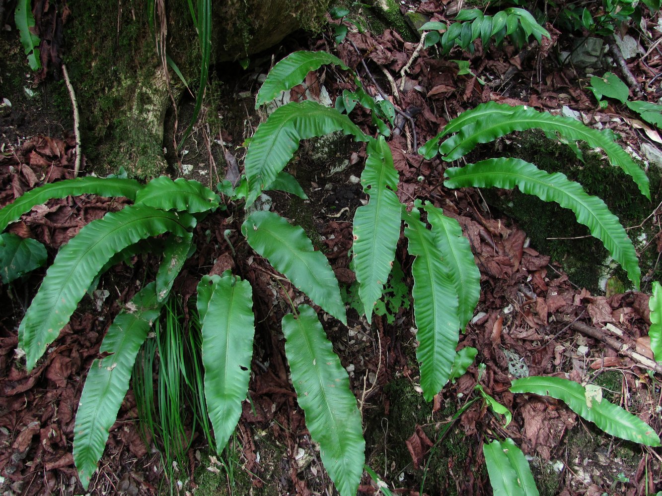 Изображение особи Phyllitis scolopendrium.