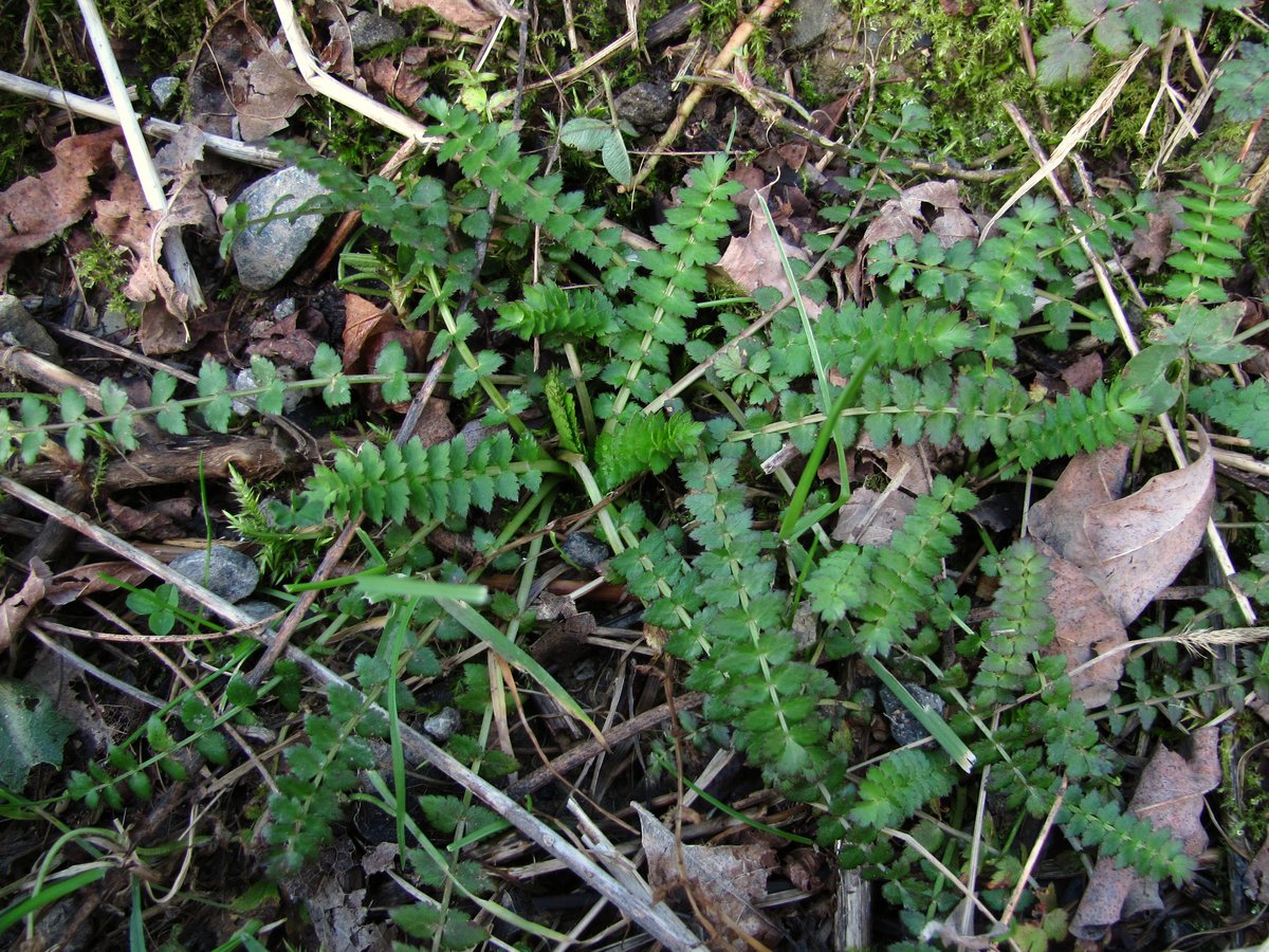 Изображение особи Froriepia subpinnata.