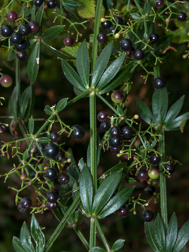 Image of Rubia peregrina specimen.