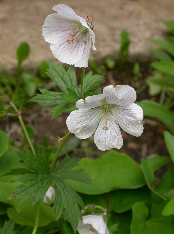 Image of Geranium himalayense specimen.