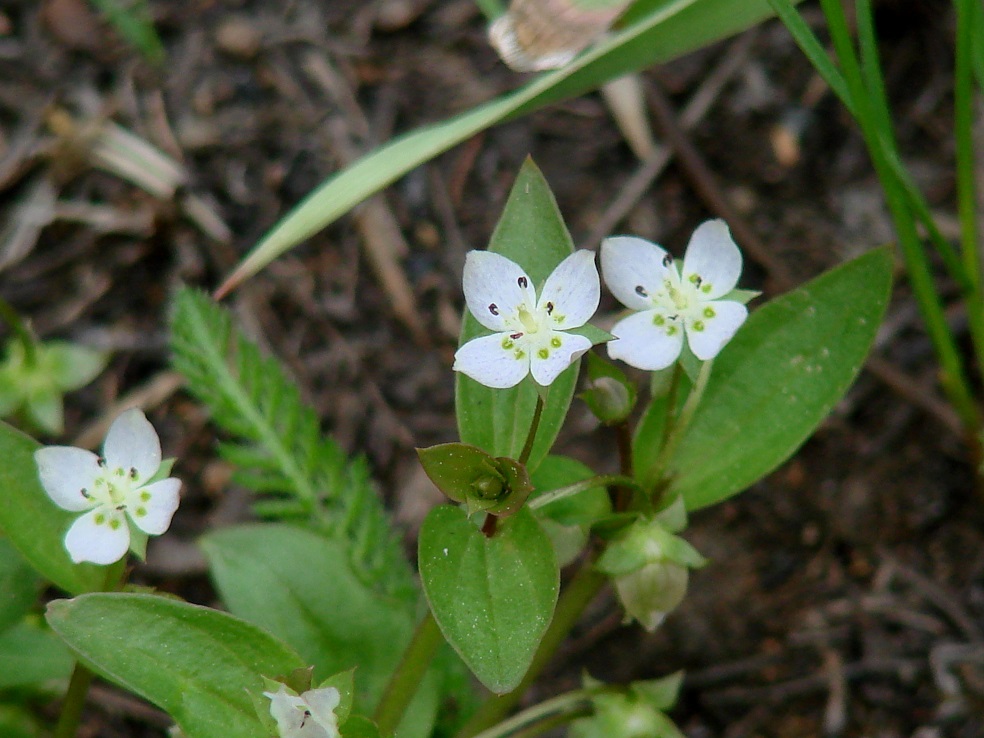 Изображение особи Anagallidium dichotomum.