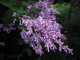 View full-size image Syringa emodi