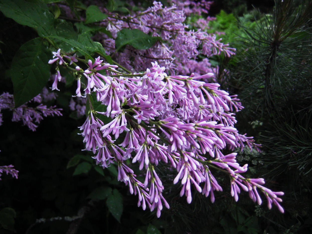 Image of Syringa emodi specimen.