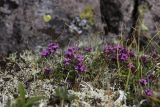 Thymus pseudalternans. Верхушки цветущих растений. Свердловская обл., Карпинский городской округ, гора Серебрянский Камень, зона горной тундры на выс. 1100-1280 м н.у.м. 18.07.2015.