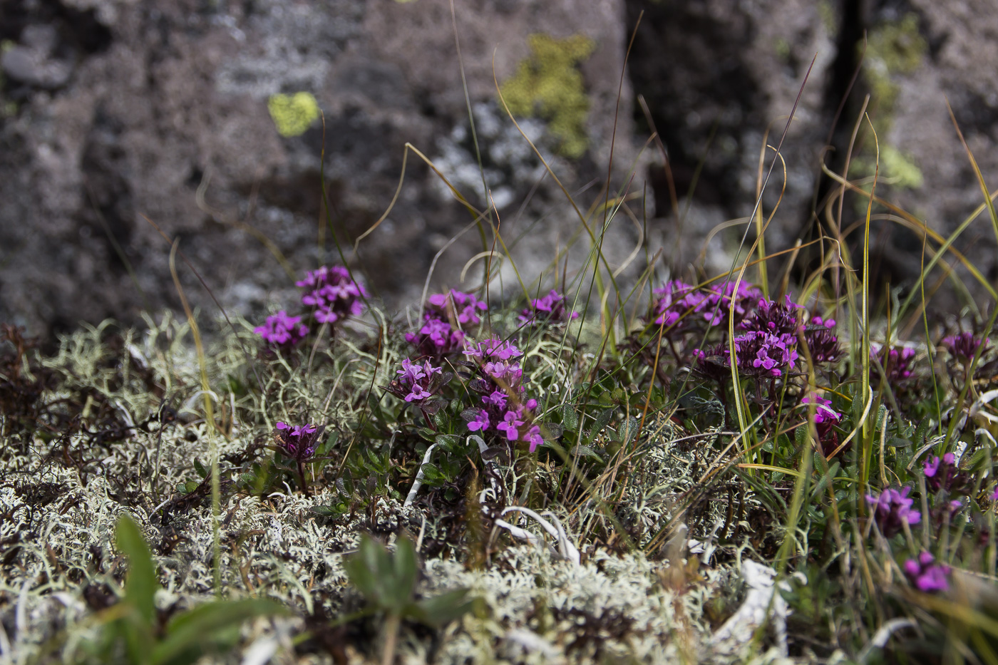 Image of Thymus pseudalternans specimen.