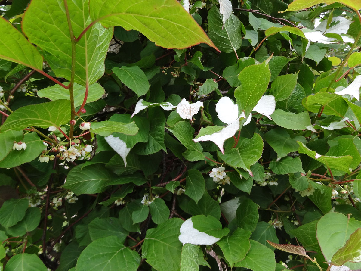 Image of Actinidia kolomikta specimen.