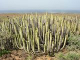 Euphorbia canariensis