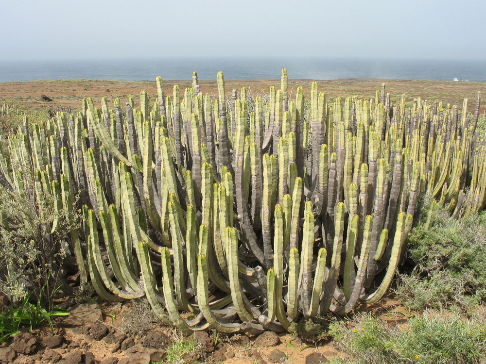 Изображение особи Euphorbia canariensis.